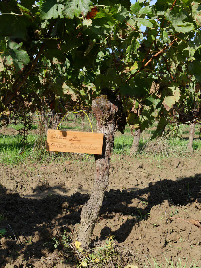 Виноградник на урожай